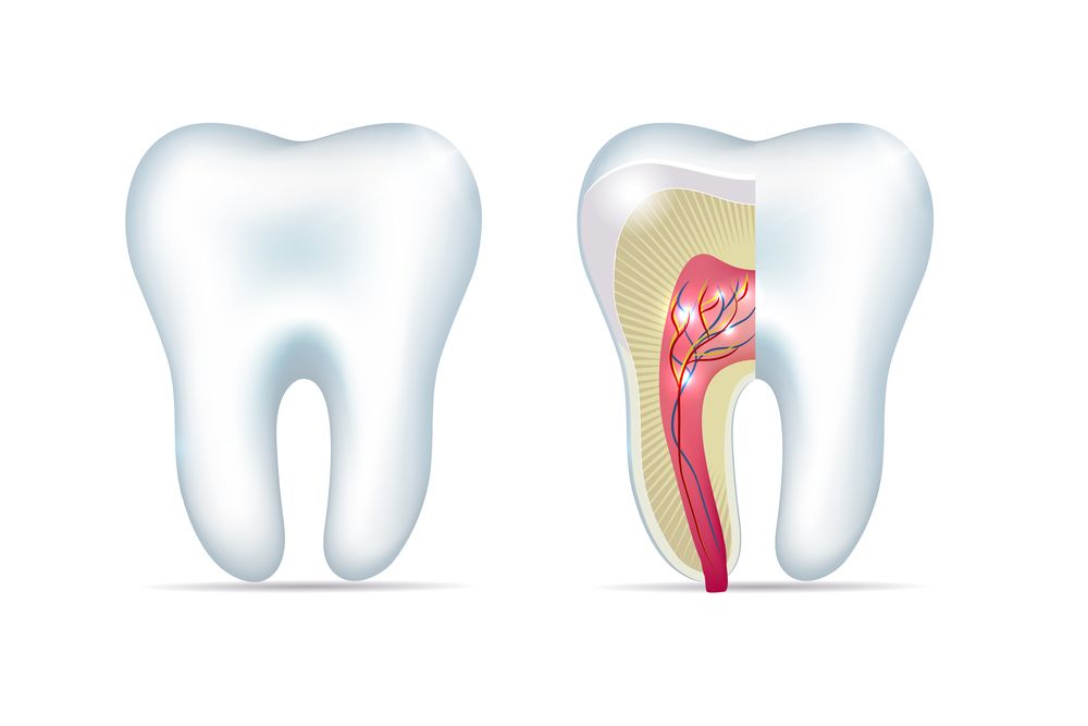 The anatomy of a tooth