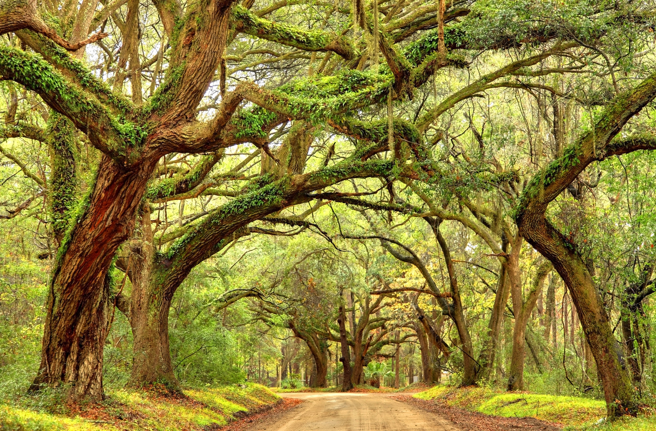 Tree lined road