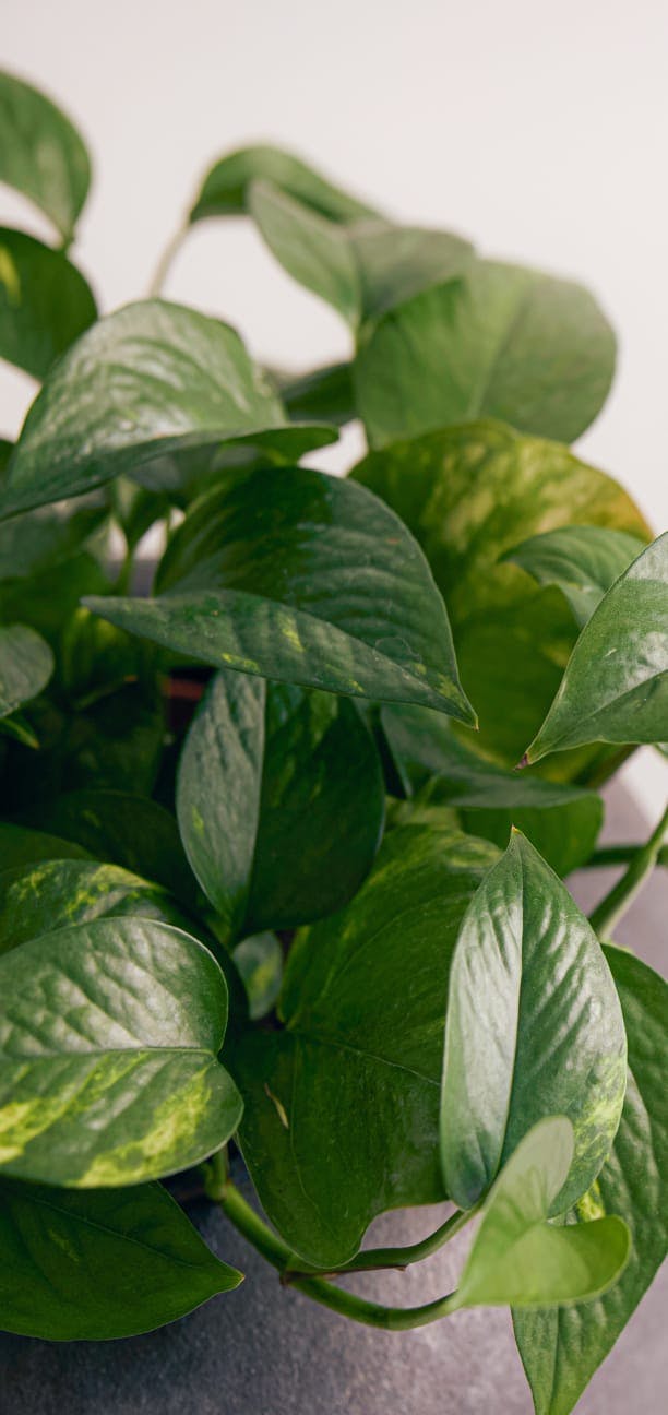 plants