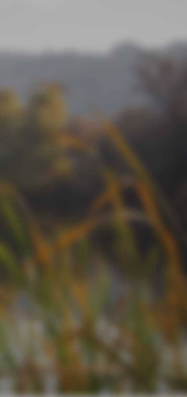 grass