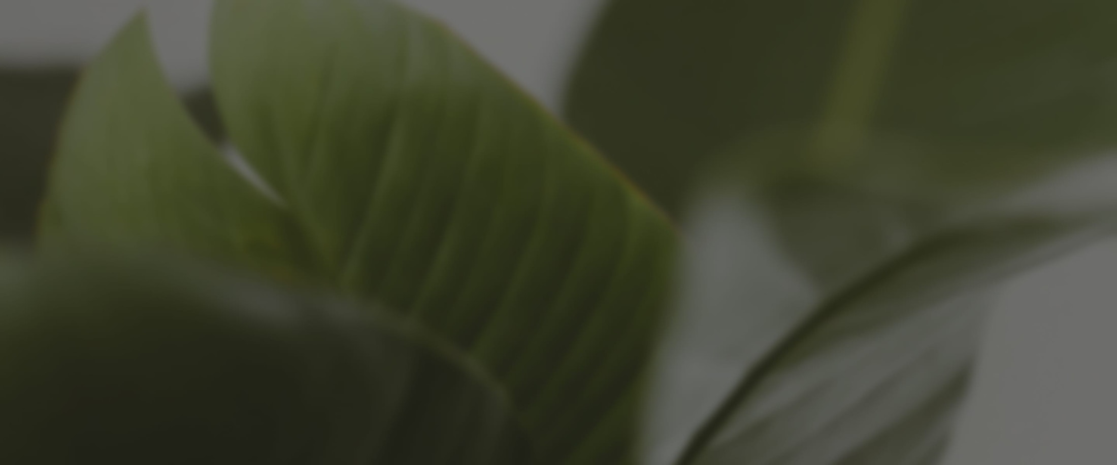 Banner media
