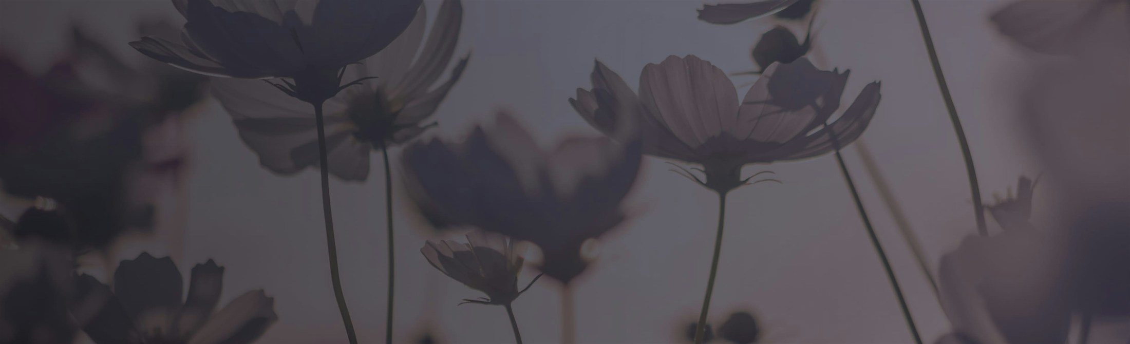 Banner media