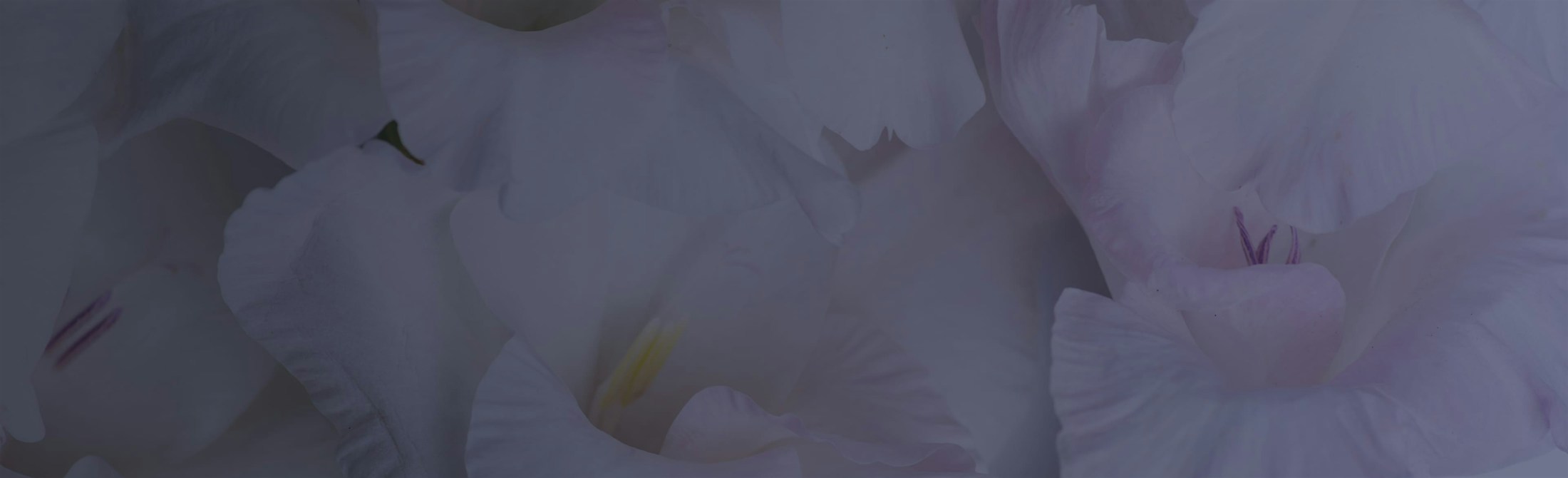 Banner media