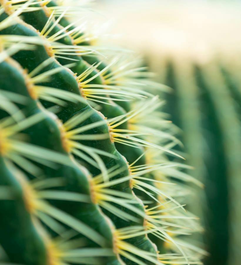 cactus