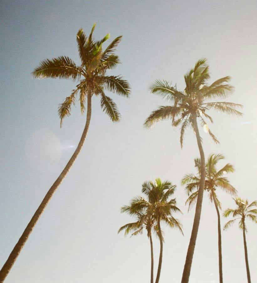 palm trees