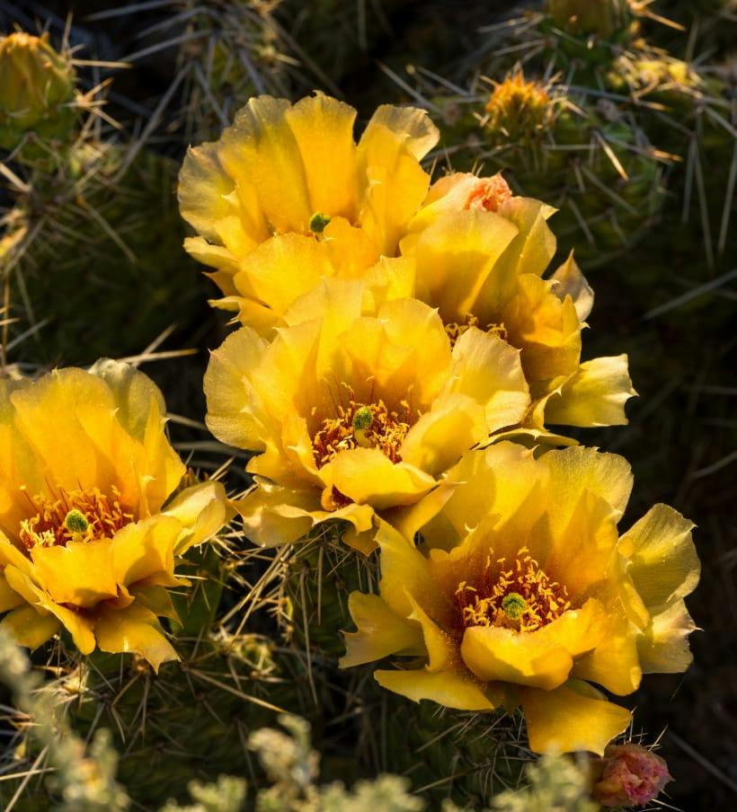 yellow cactus flowers