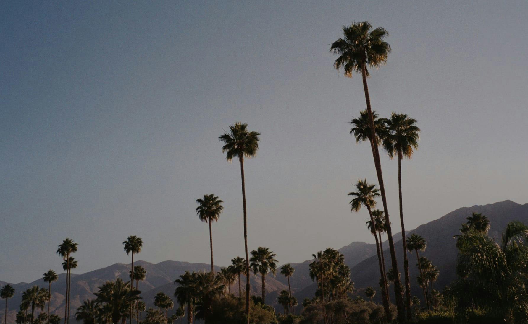 palm trees