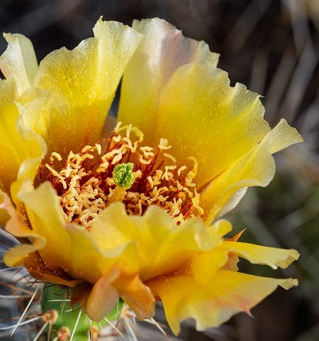 yellow cactus flower