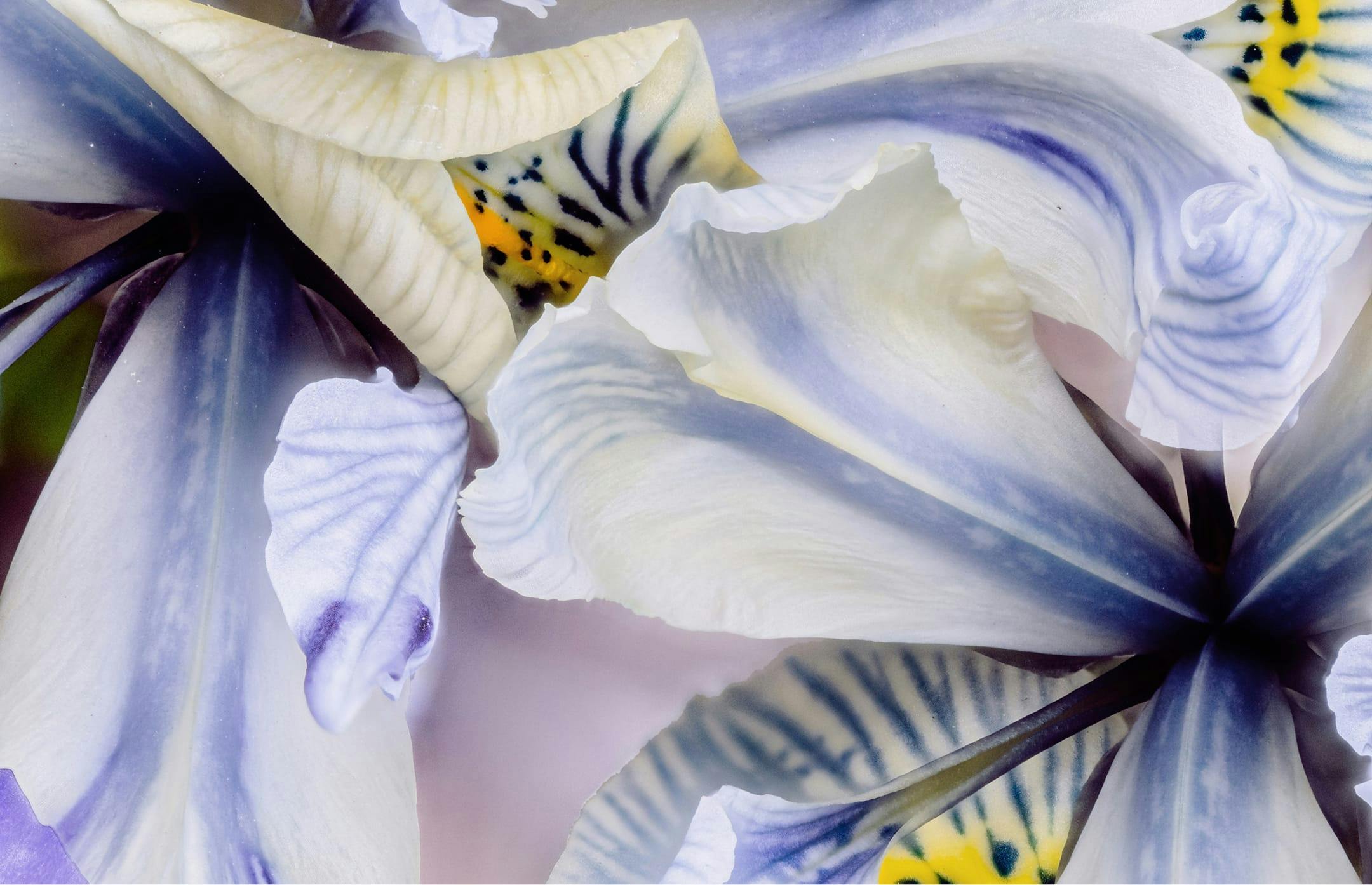 flower background