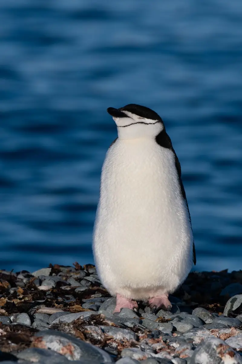 Chinstrap penguin near blue water