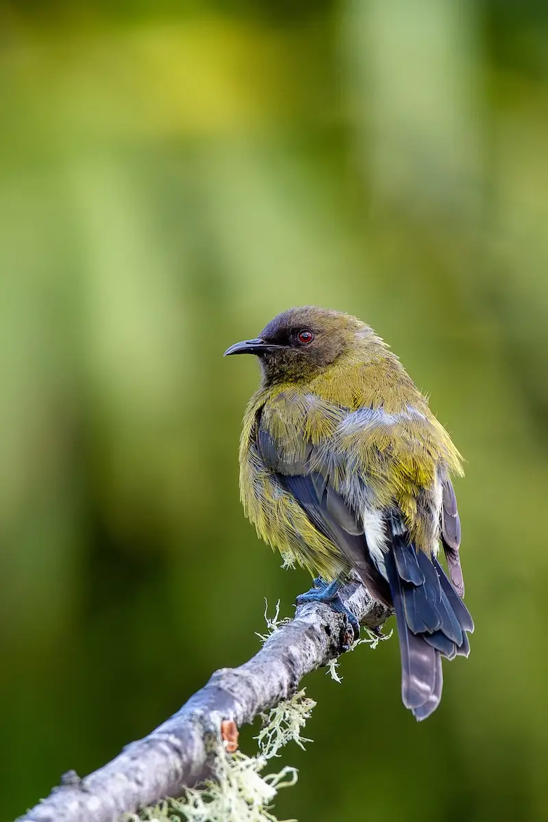 Coromandel