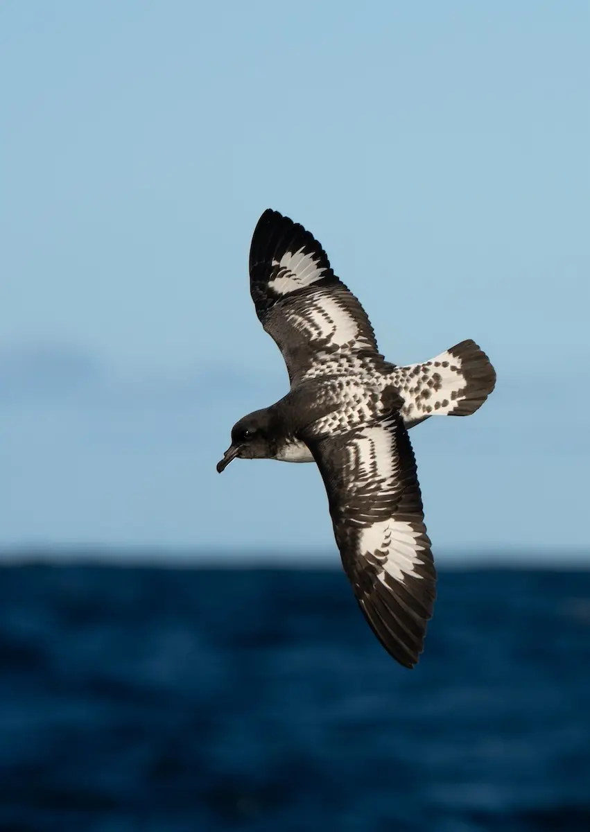 Cape petrel above the sea
