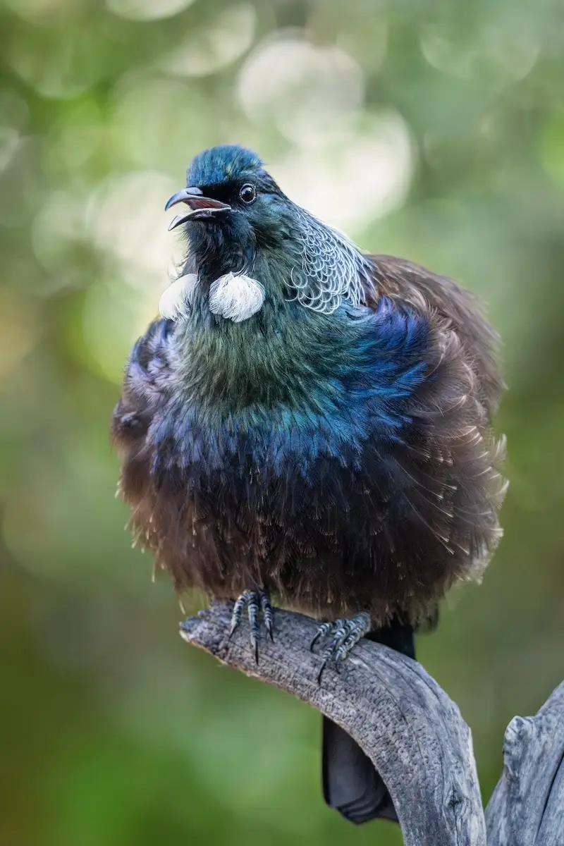 Tiritiri Mātangi Island, Auckland