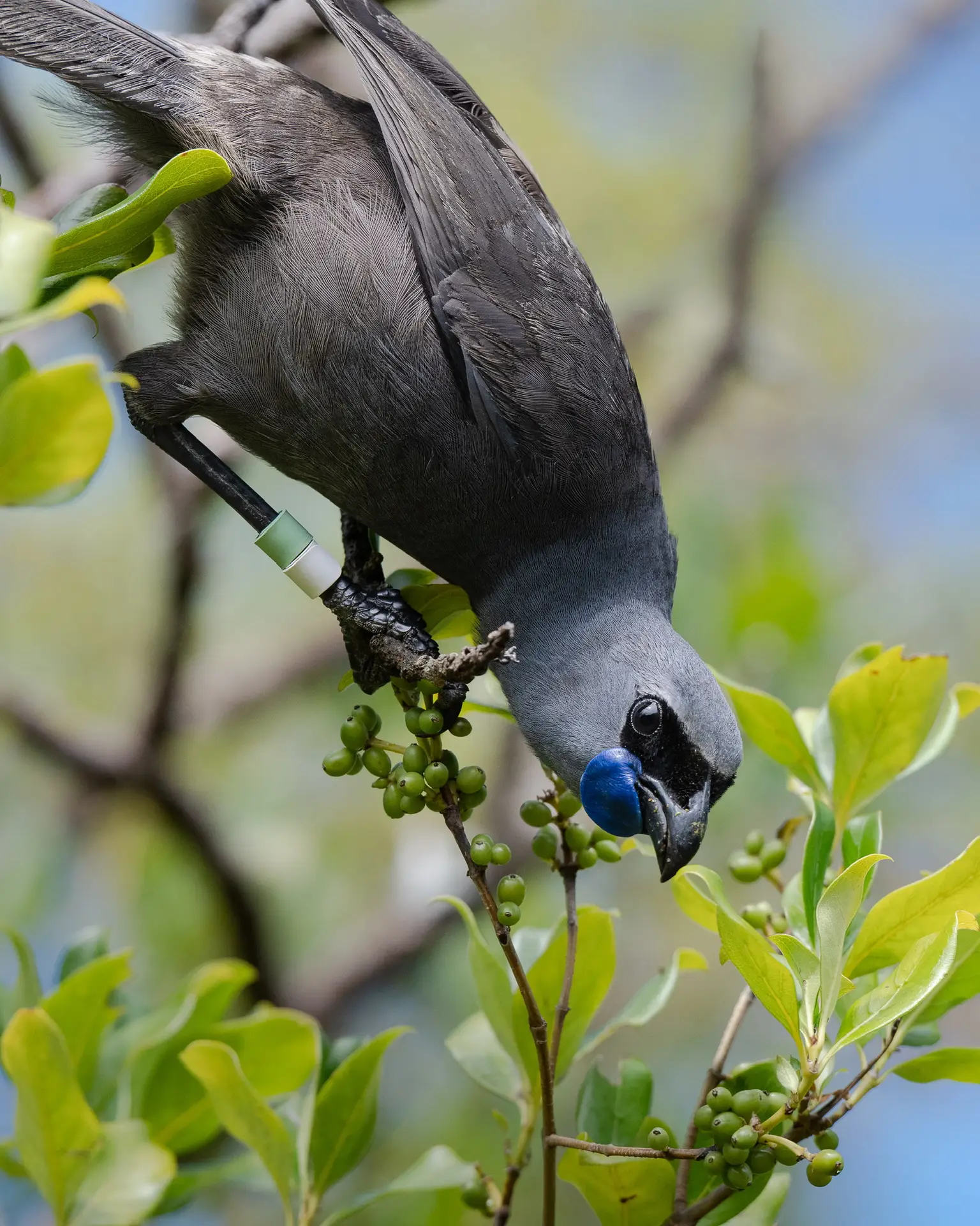 Tiritiri Mātangi Island, Auckland