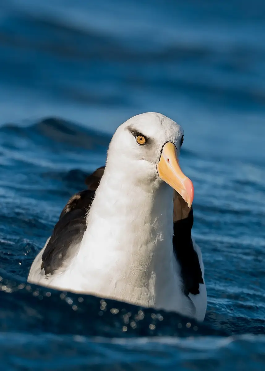 Campbell albatross / toroa, Northalnd
