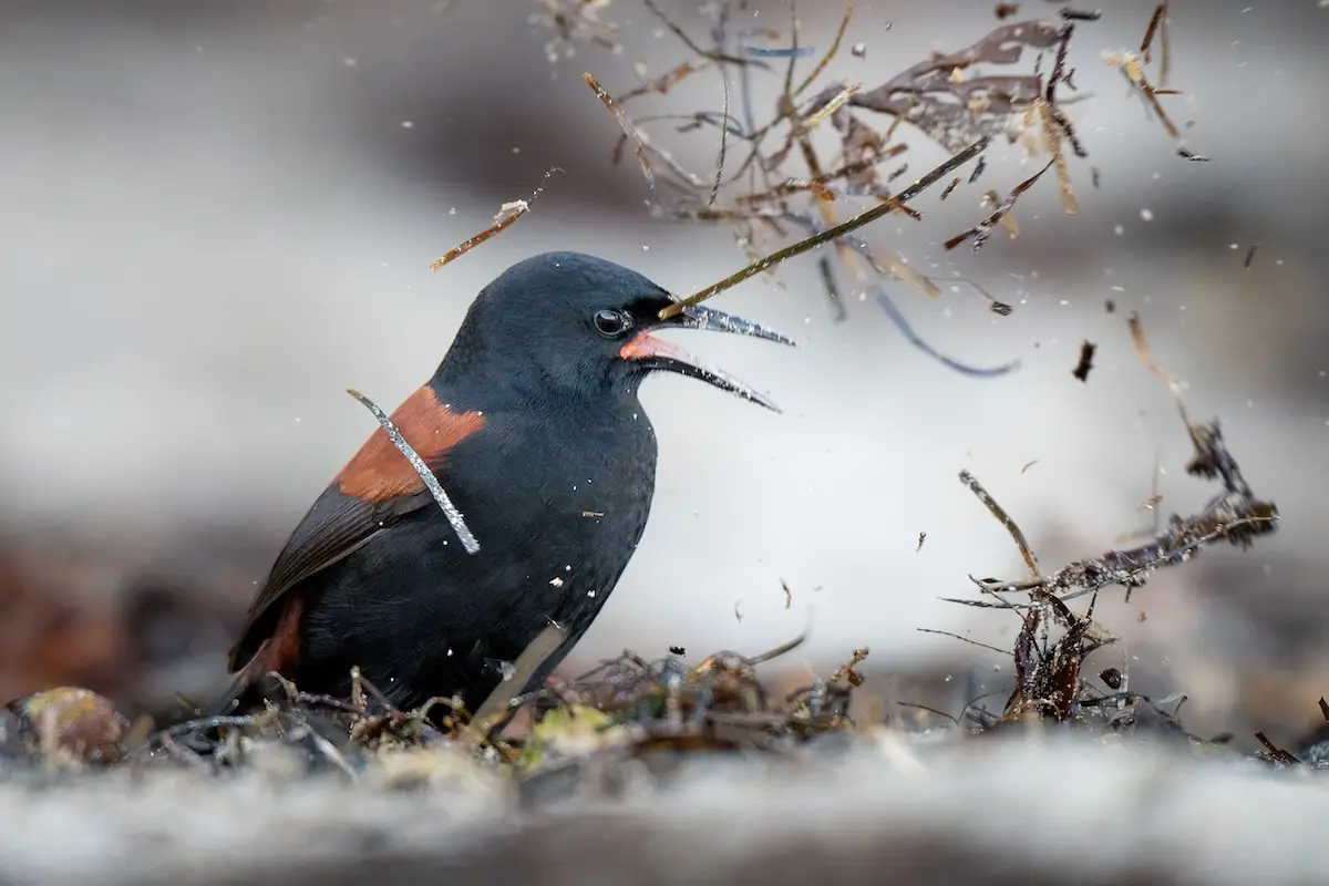 Juvenile tīeke / saddleback, Tiritiri Mātangi Island, Auckland