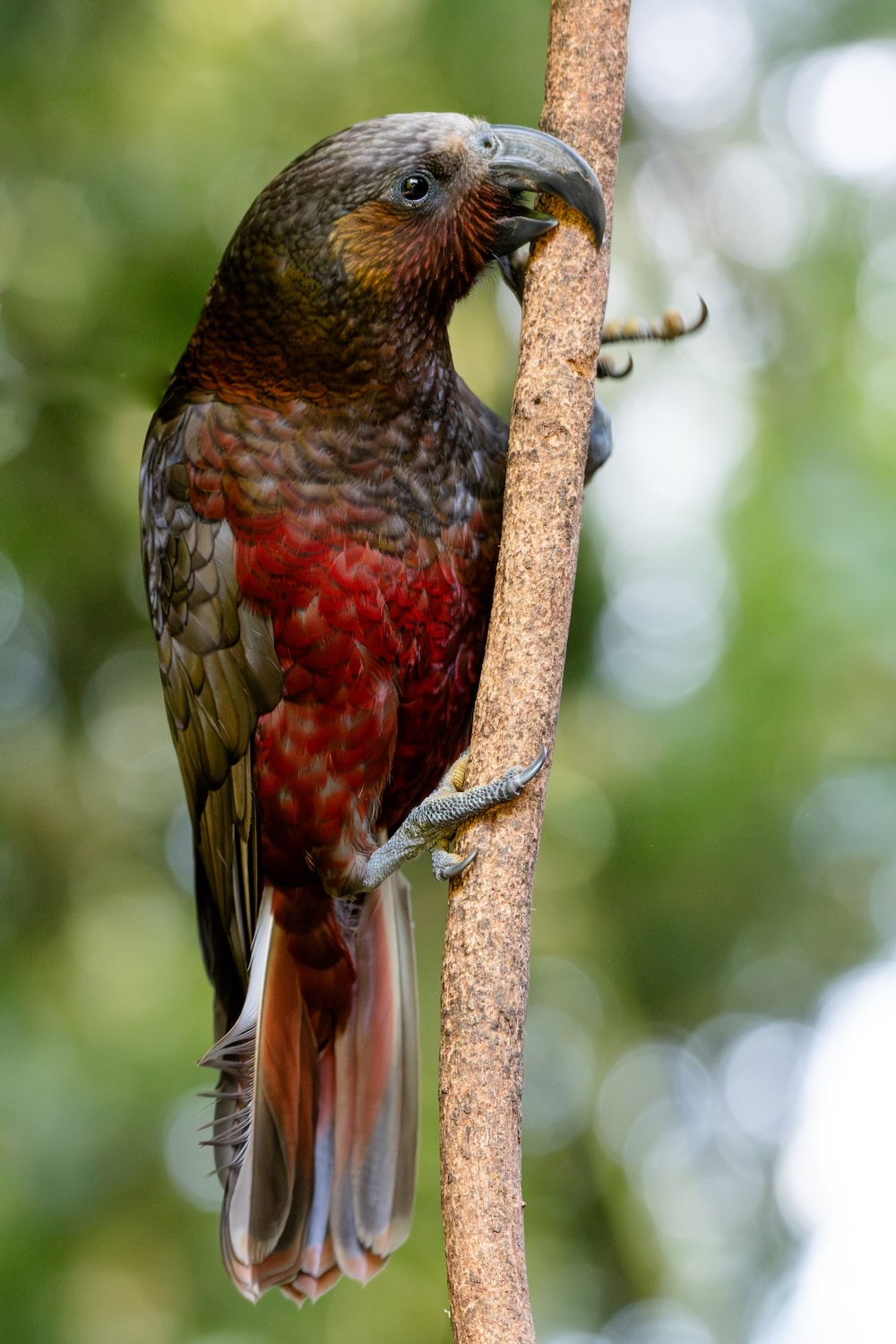Kākā, Maungatautari, Waikato