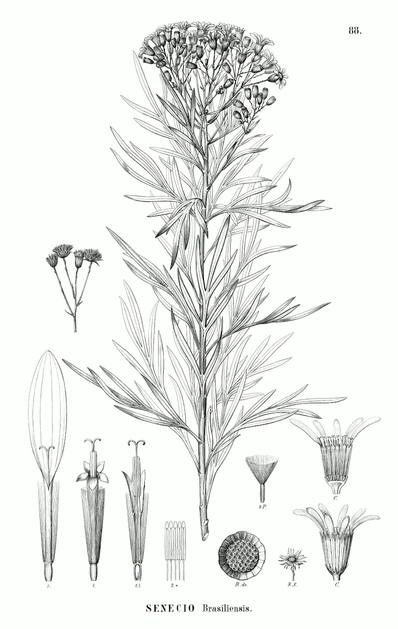 FLORA BRASILIENSIS 1841