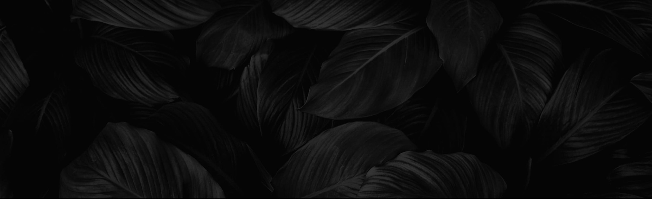 Banner media