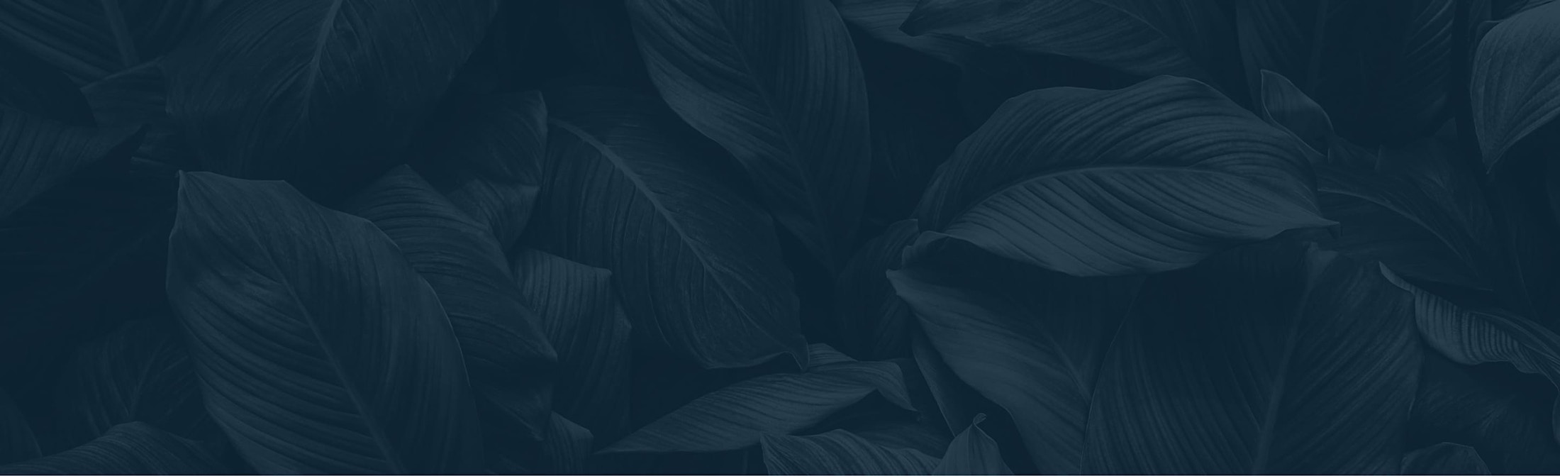 Banner media