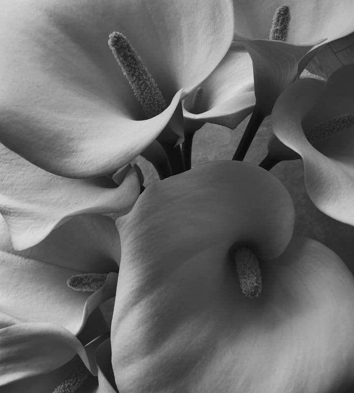petals