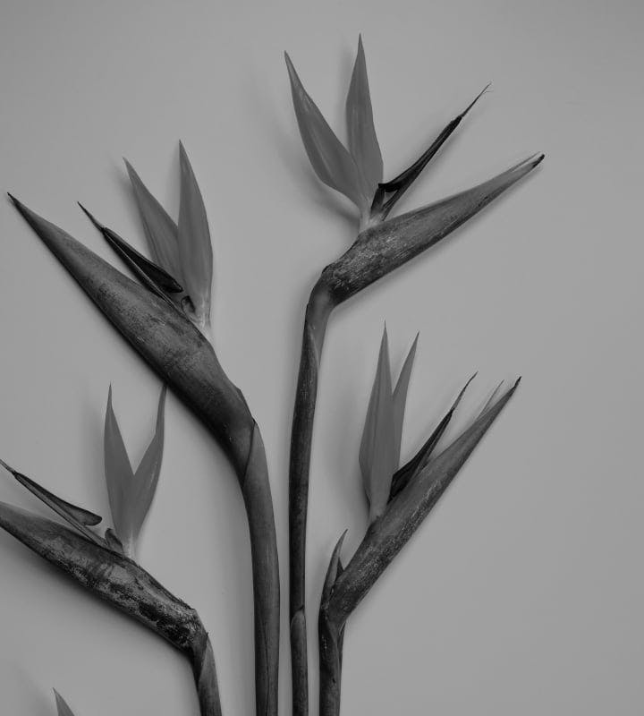 a plant