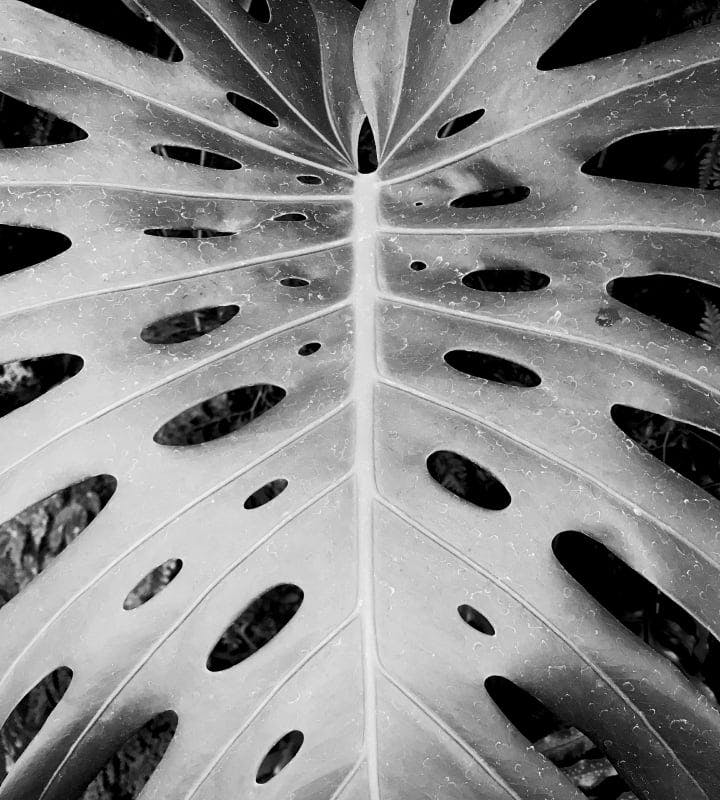 palm tree leaf