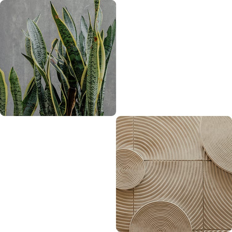 first image: snake plant, second image: abstract art