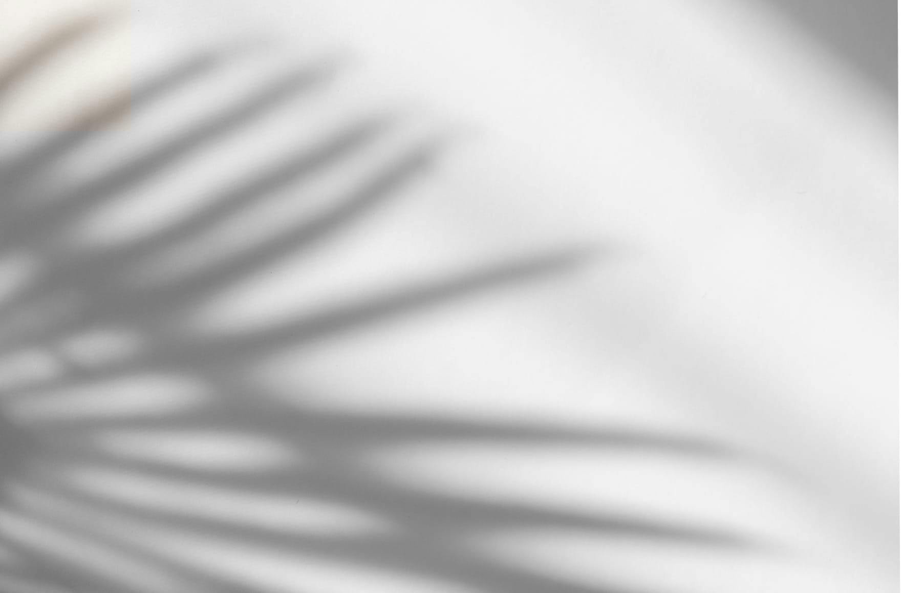 palm shadow background