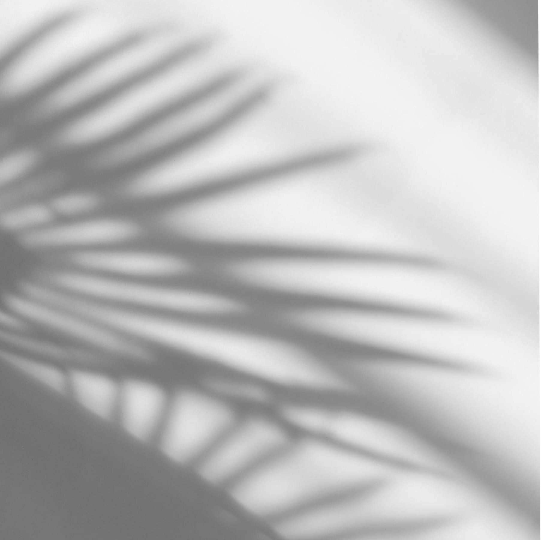 palm shadow background