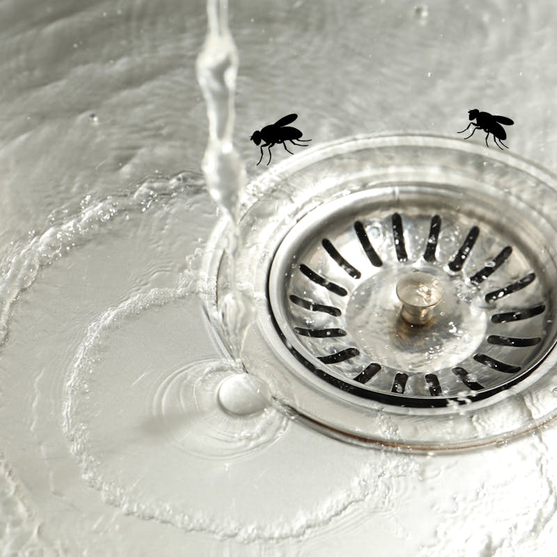 drain and flies
