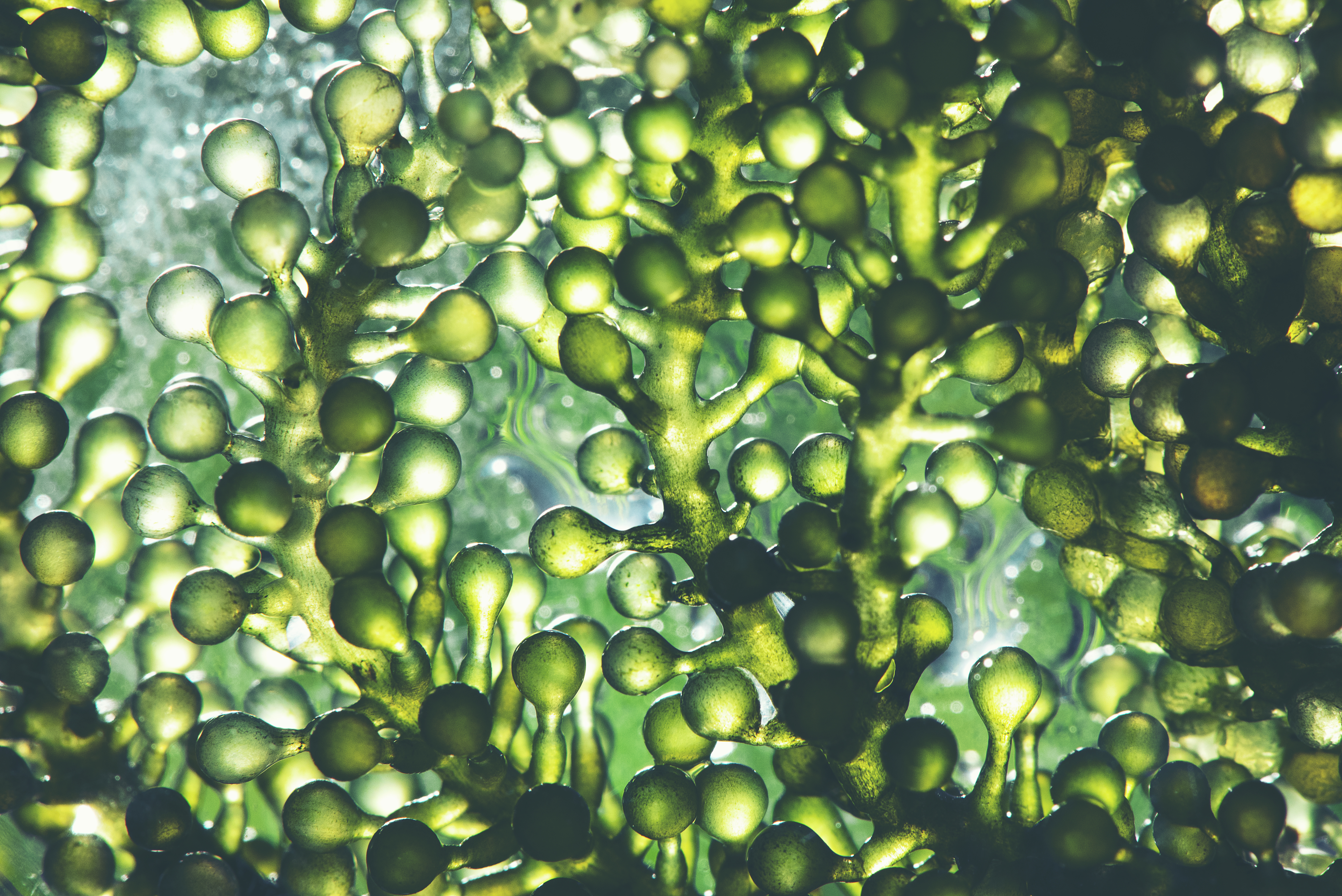 Freshwater Microalgae Market