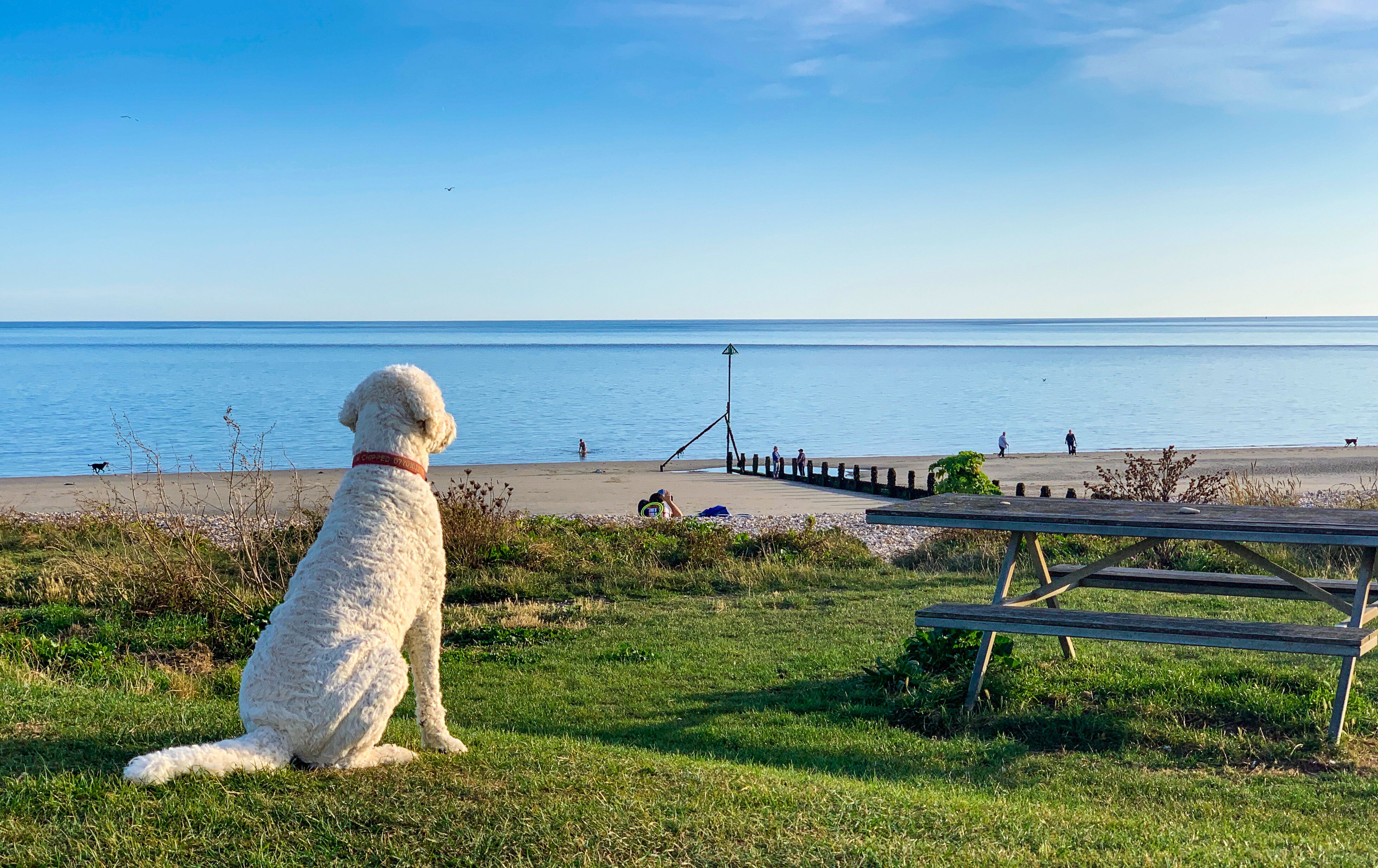 Pebble the dog sat on Oval Field by the picnic bench looking out over the sandy beach at Oval beach 