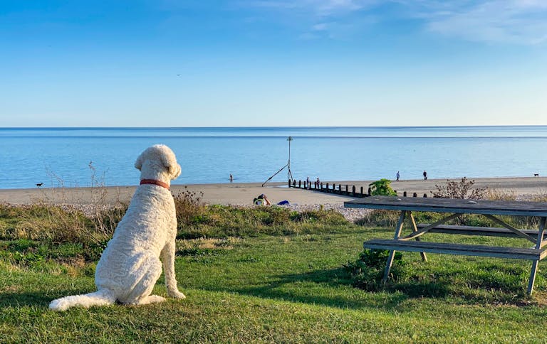 Pebble the dog sat on Oval Field by the picnic bench looking out over the sandy beach at Oval beach 