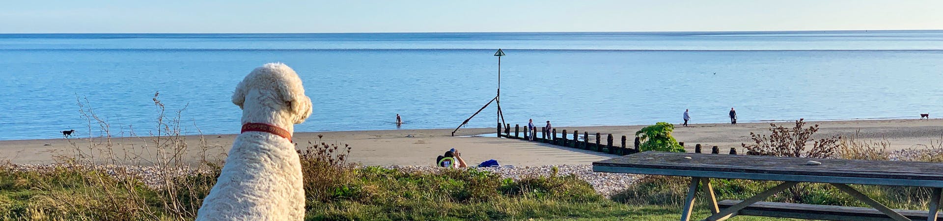 Pebble the dog sat on Oval Field by the picnic bench looking out over the sandy beach at Oval beach