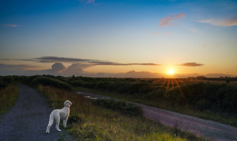 Pebble the dog looking toward the setting sun in the nature reserve of RSPB Medmerry 