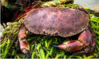 Image of the famous Selsey crab having been caught by the fishermen.