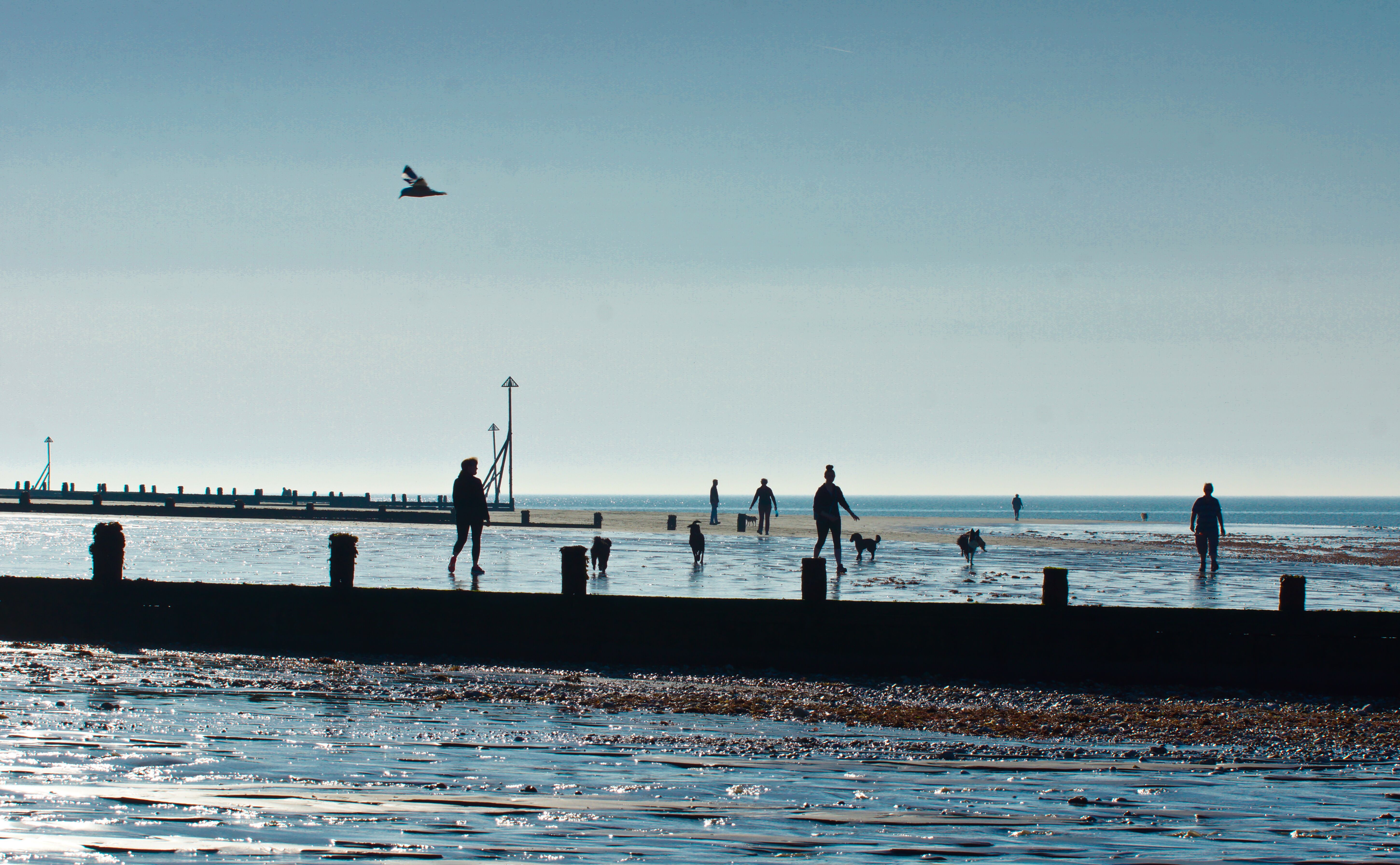 Image of people walking their dogs on the beach
