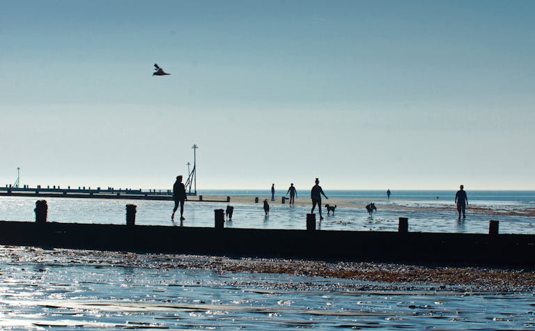 Image of people walking their dogs on the beach
