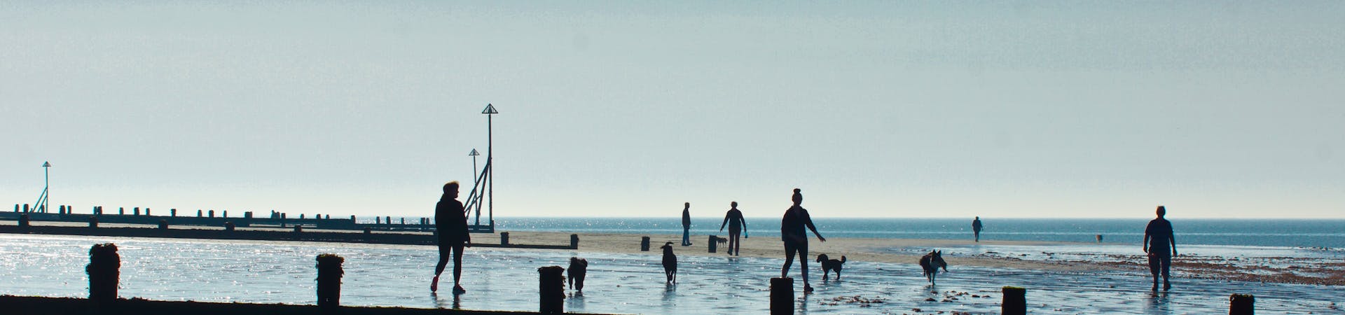 Image of people walking their dogs on the beach