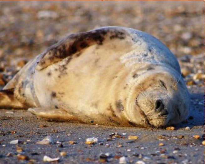 An image of a white and brown seal lying on the beach