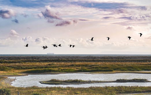 Medmerry Evening View, courtesy of coastalJJ Image of birds flying over Medmerry in the evening