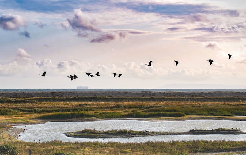 Medmerry Evening View Image of birds flying over Medmerry in the evening