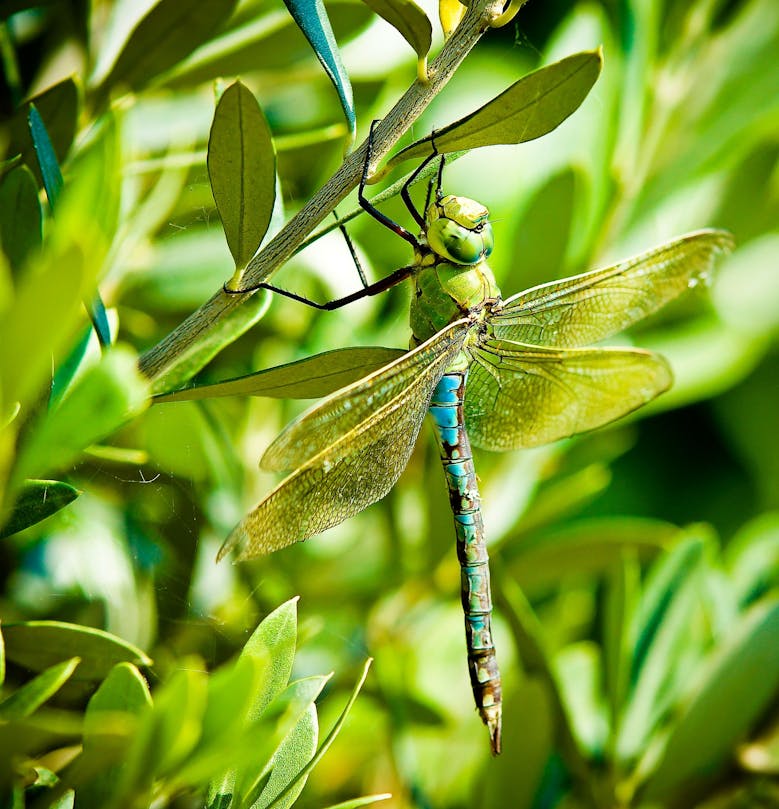 Dragonfly Dragonfly up close grasping hold of leaf