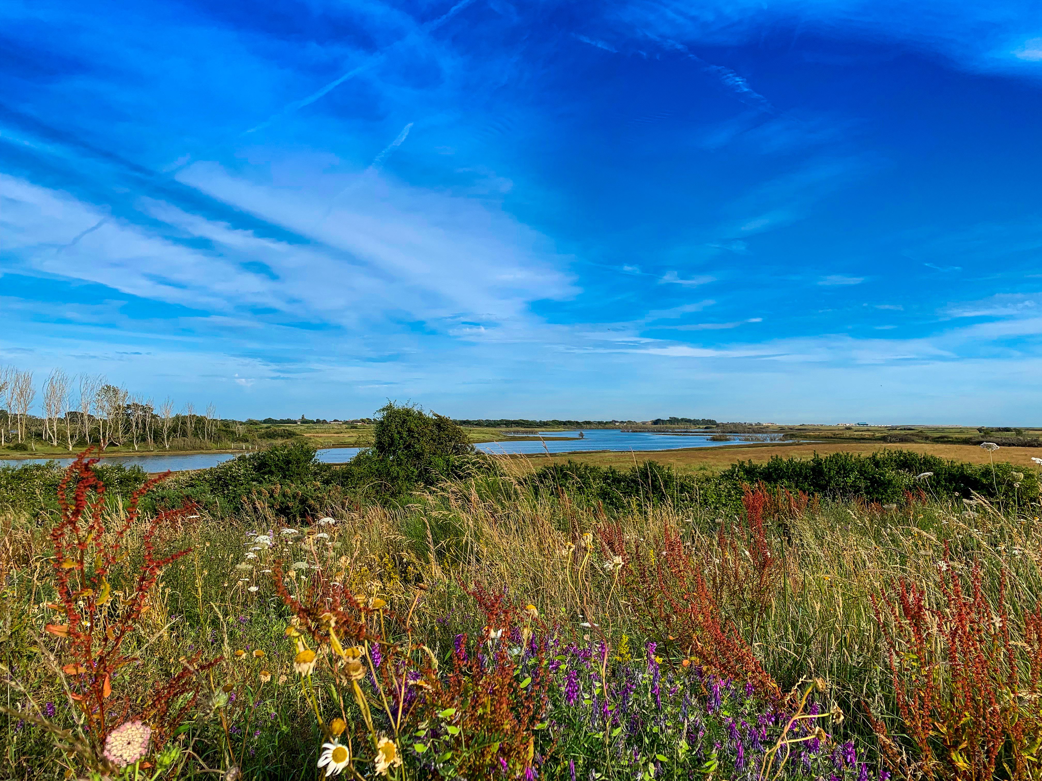 Waves of wild flowers during summer at RSPB Medmerry 