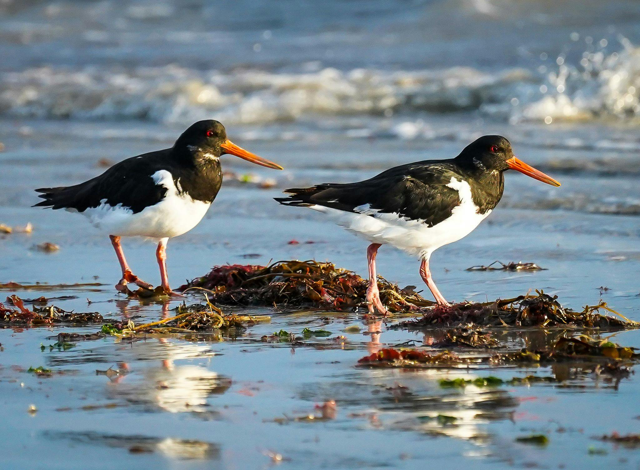 a pair of oystercatchers, black backed and white breasted birds with orange pointy beaks on the sand at low tide