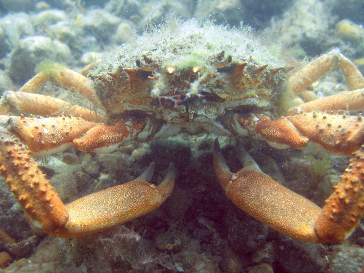 Image of a common spider crab under water 
