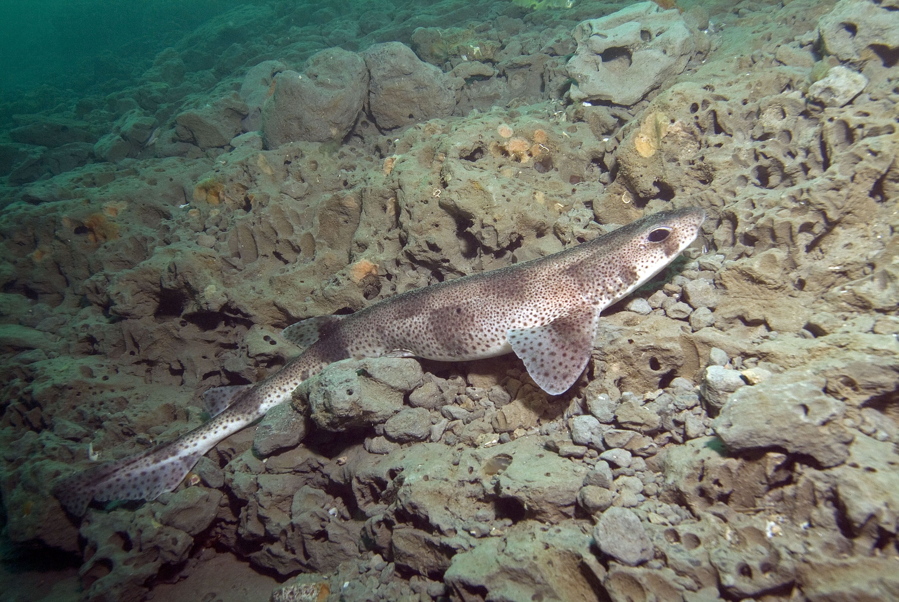 A Catshark in the Mixon hiding among the stones 