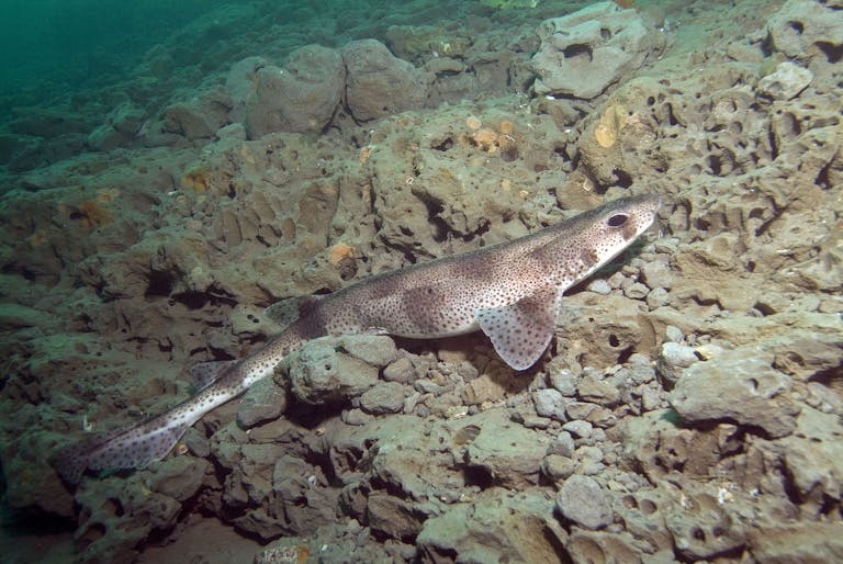 A Catshark in the Mixon hiding among the stones 