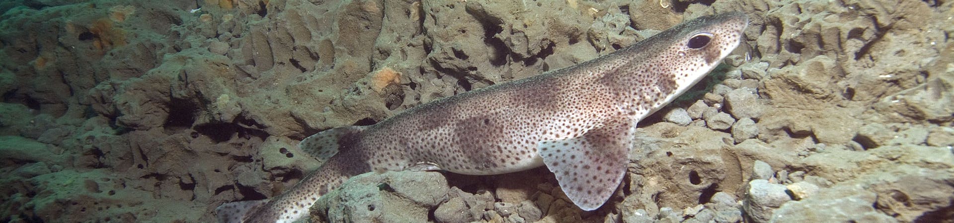 A Catshark in the Mixon hiding among the stones